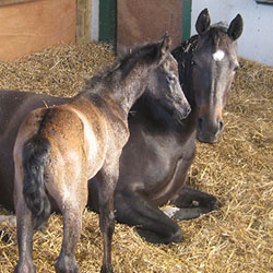 Anne Bosanquet's 2011 filly, Sans Soucis, with her dam, Ruby Rouge