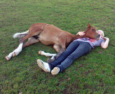 Cheryhills Bellinski (Bernwode Brokat x Irco Lhee) - 2012 bay colt using his breeder, Hannah Owen, as a pillow!